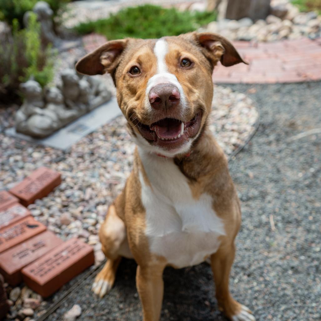 Bo, a Adoptable mixed breed in Cheyenne, WY image 5/5