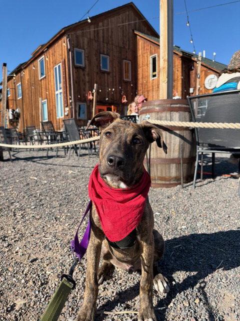 Enlarge Woodstock, a Adopted American Staffordshire Terrier in Fort Collins, CO image 1/3
