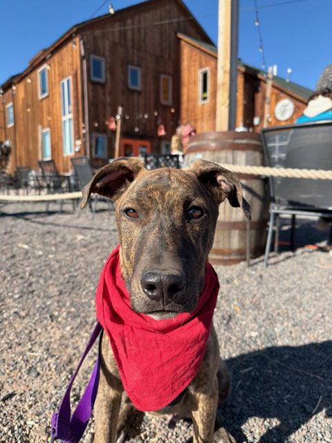 Enlarge Woodstock, a Adopted American Staffordshire Terrier in Fort Collins, CO image 3/3