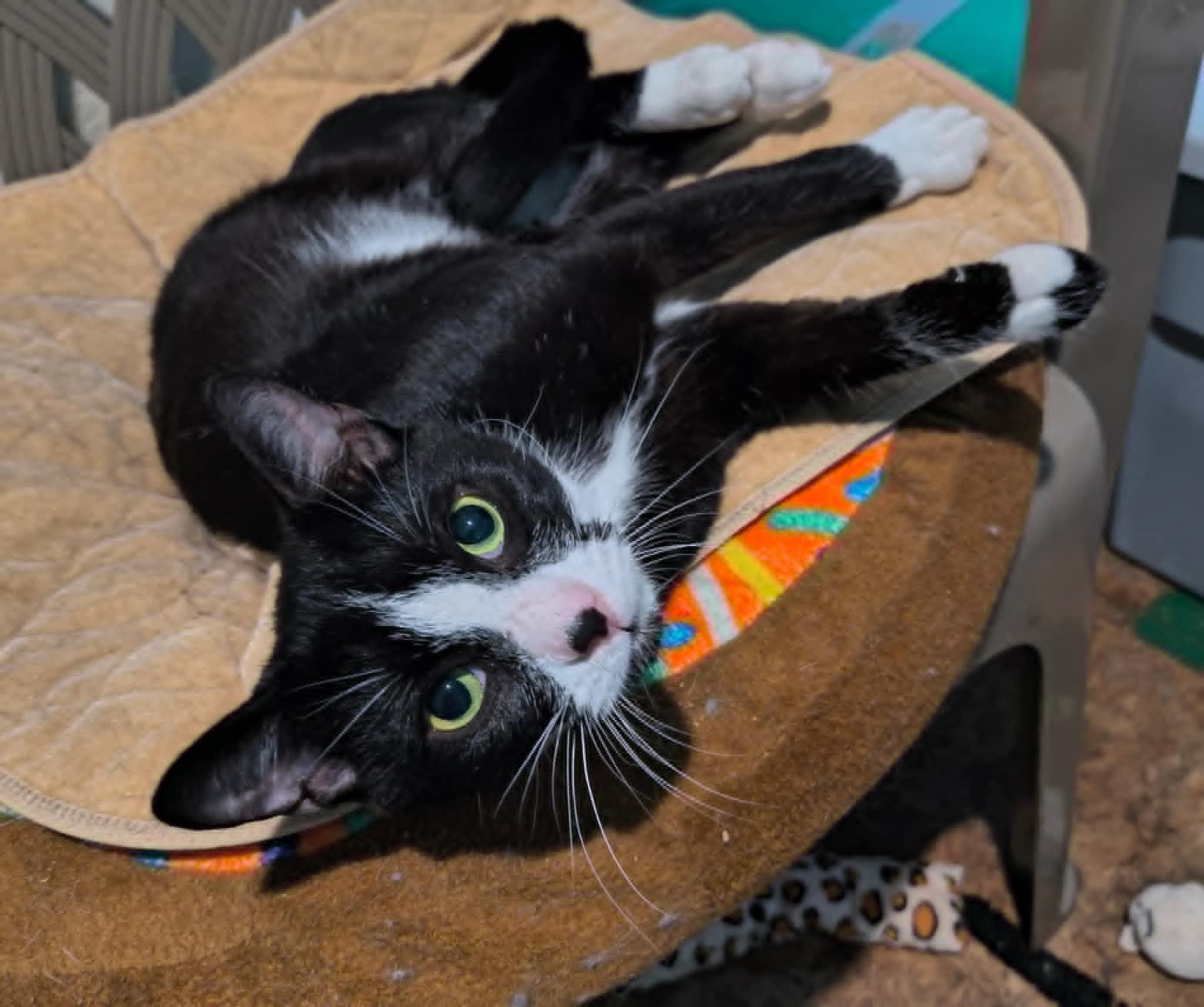 Poppy, a Adoptable Domestic Short Hair in Hammond, OR image 1/3