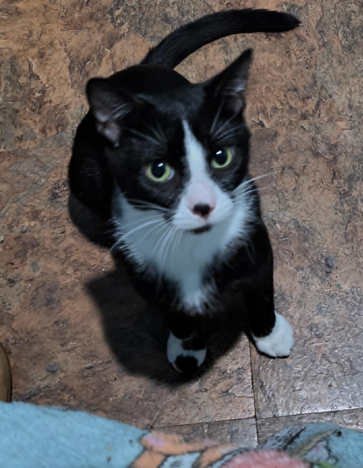 Poppy, a Adoptable Domestic Short Hair in Hammond, OR image 2/3