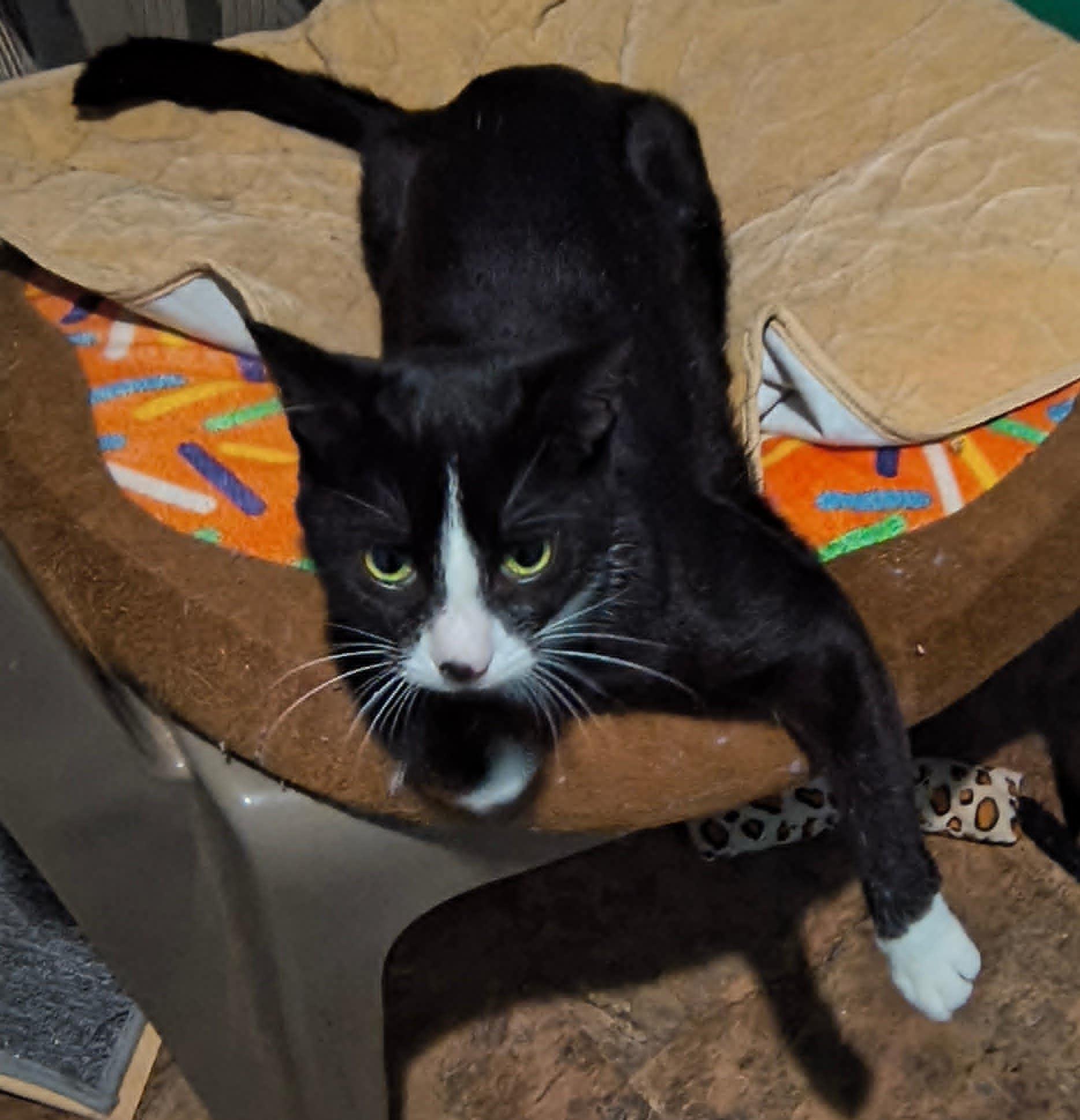 Poppy, a Adoptable Domestic Short Hair in Hammond, OR image 3/3