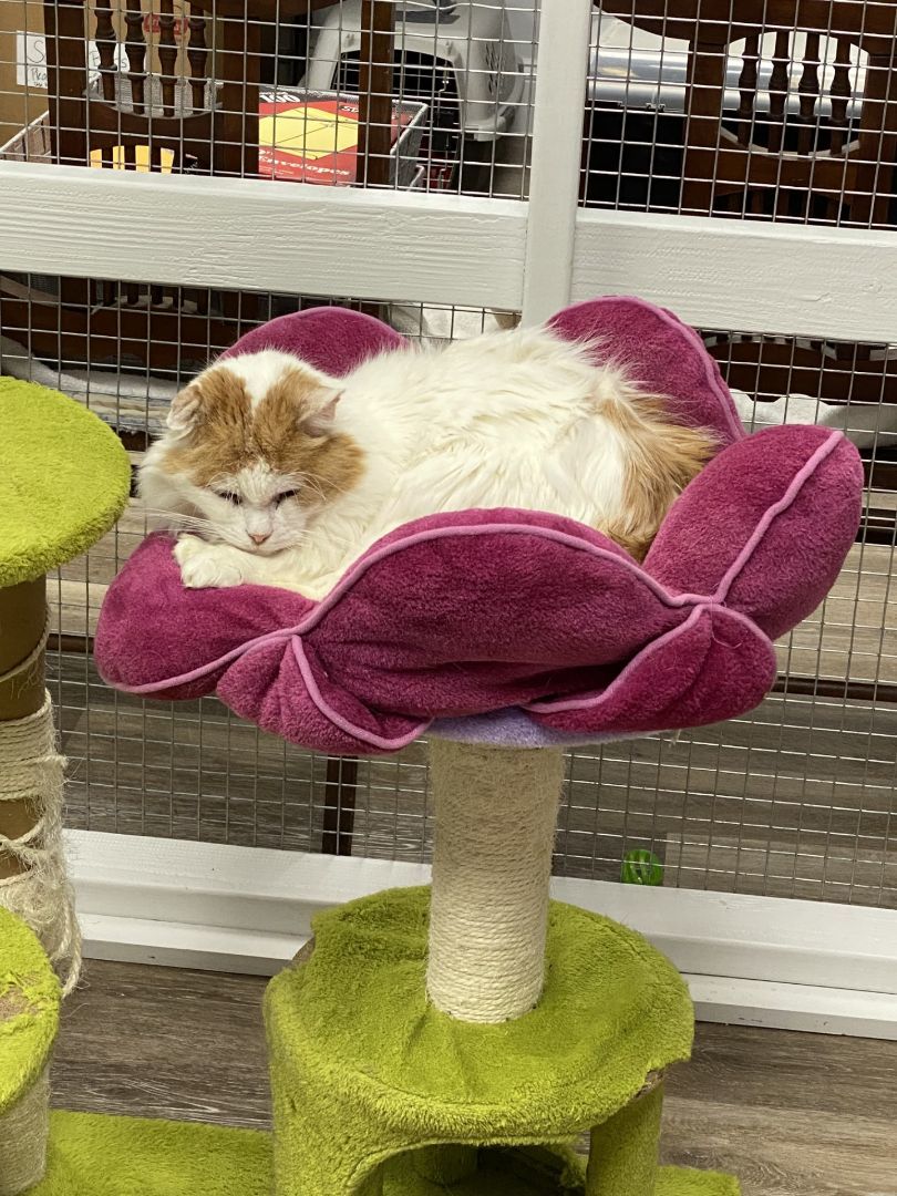 Enlarge Floyd, a Adoptable Domestic Medium Hair in New Canaan, CT image 1/2