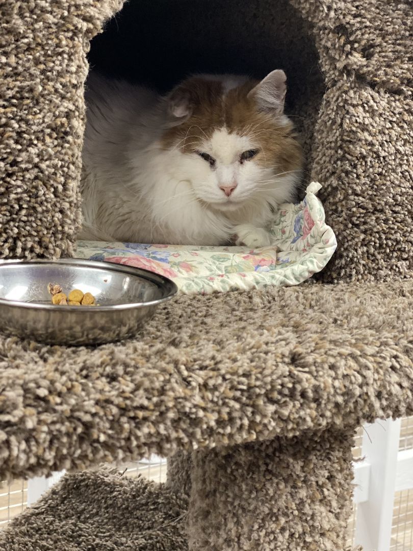 Enlarge Floyd, a Adoptable Domestic Medium Hair in New Canaan, CT image 2/2