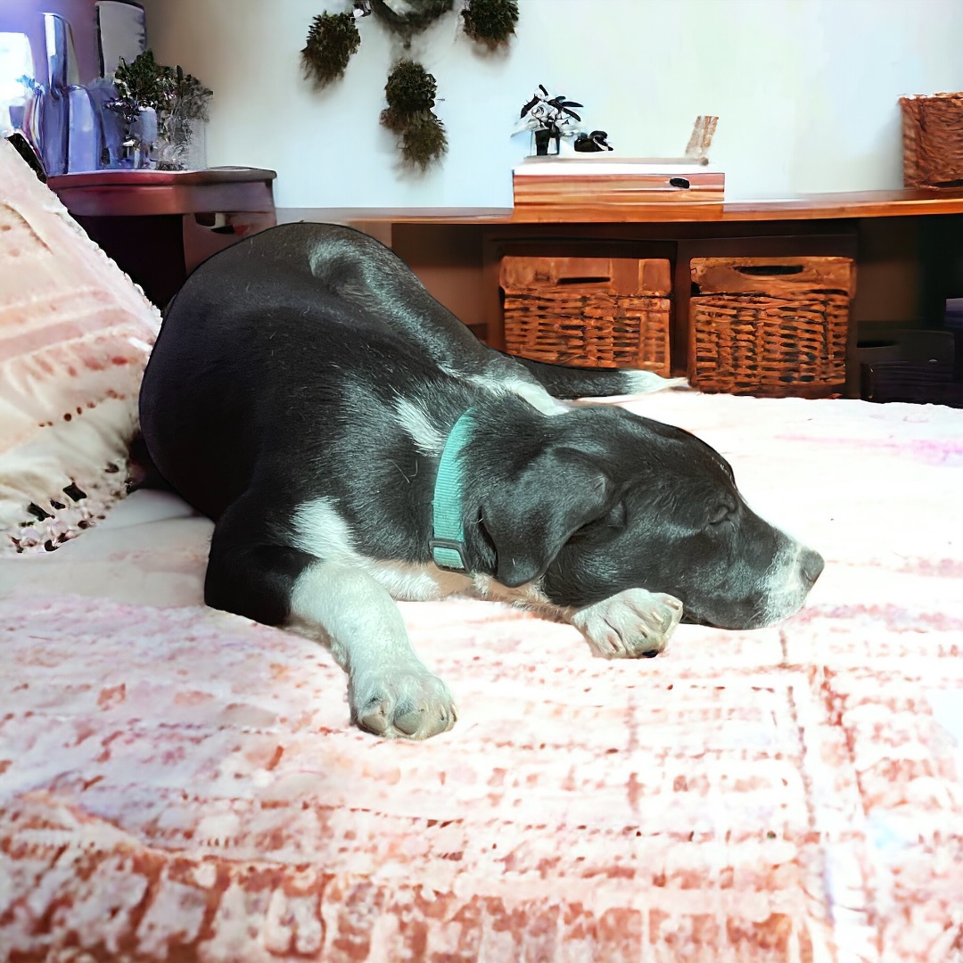 Tank, Adopted, Puppy Male Labrador Retriever.