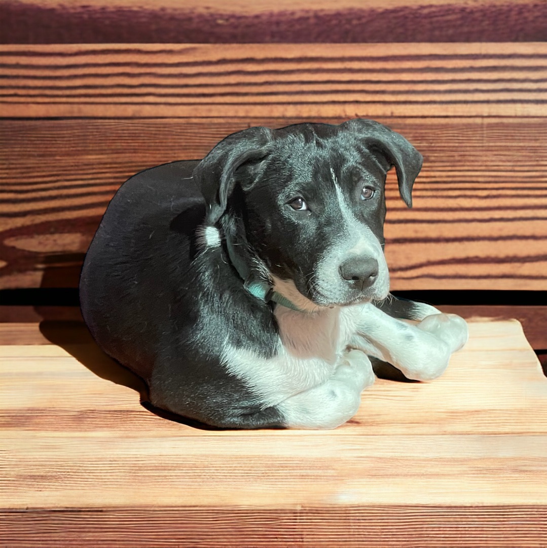 Enlarge Tank, a Adopted Labrador Retriever in Cypress, TX image 2/5