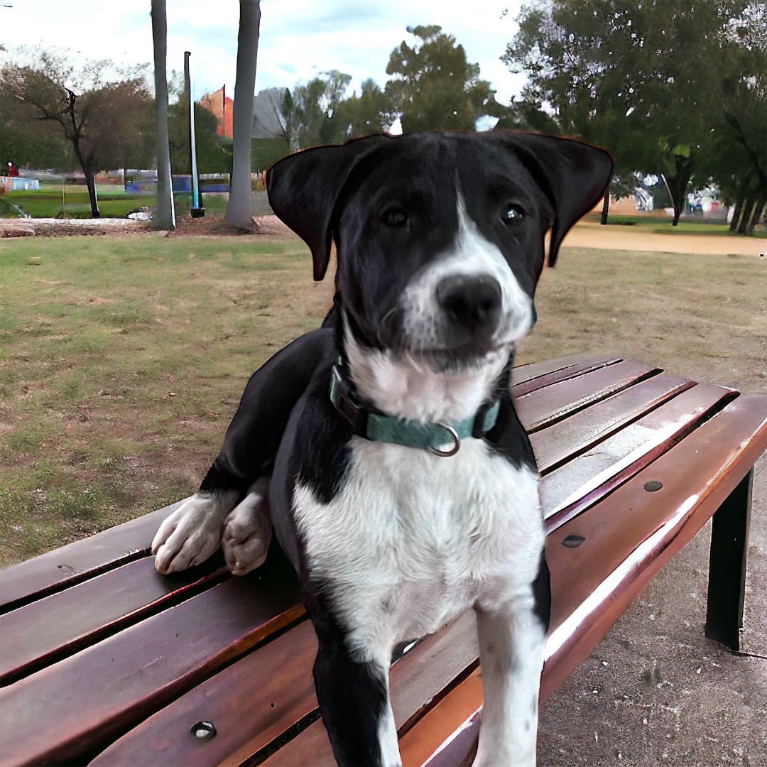 Enlarge Tank, a Adopted Labrador Retriever in Cypress, TX image 3/5