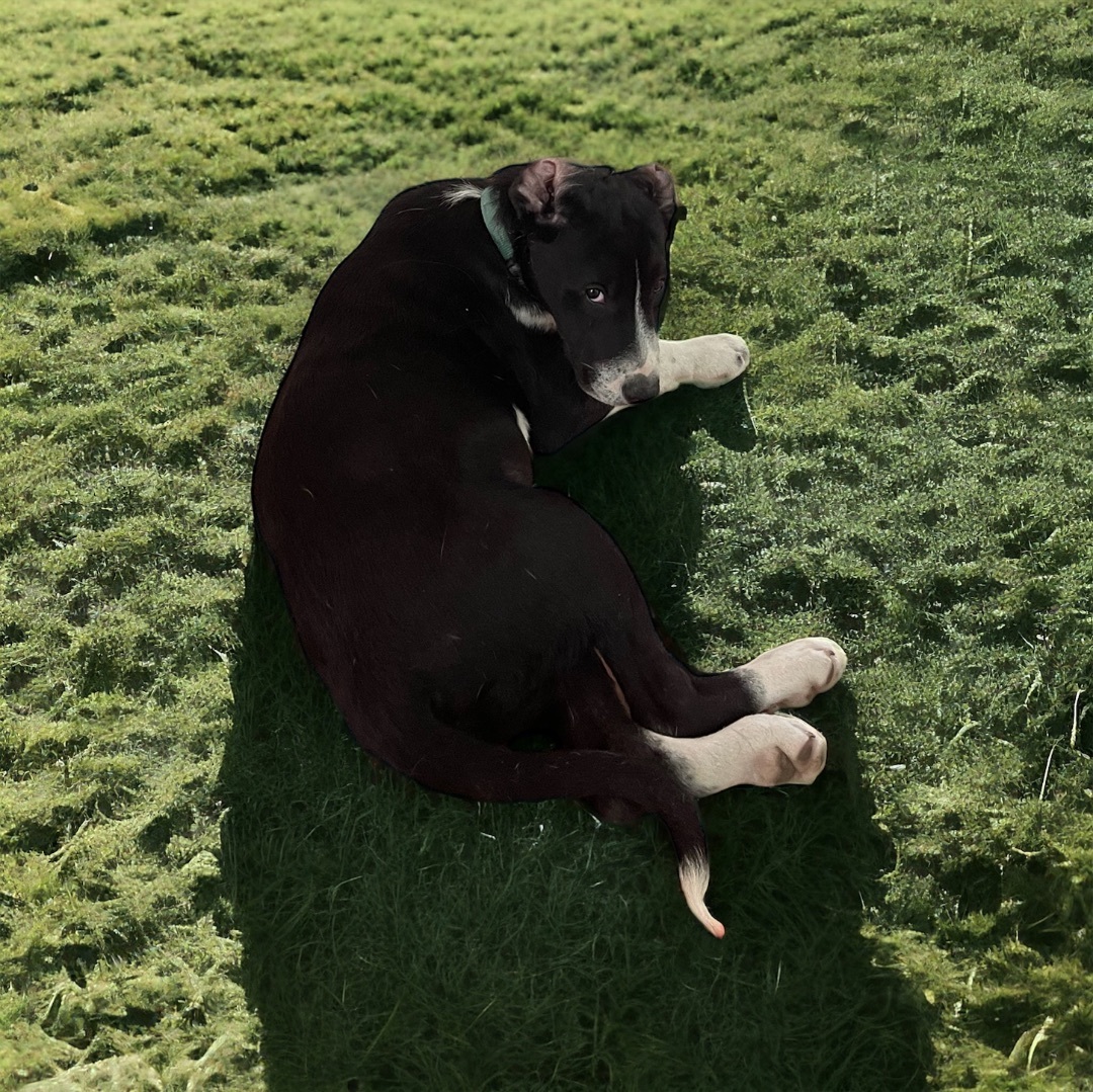 Enlarge Tank, a Adopted Labrador Retriever in Cypress, TX image 4/5