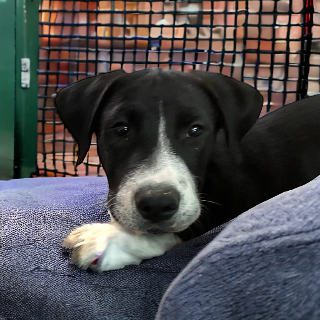 Enlarge Tank, a Adopted Labrador Retriever in Cypress, TX image 5/5