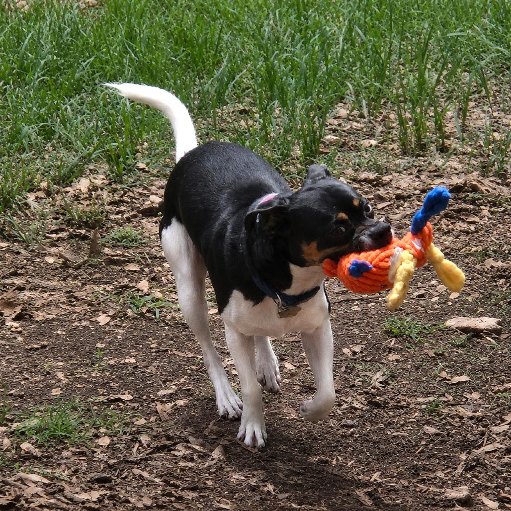 Pesto, a Adoptable mixed breed in Wimberley, TX image 1/6