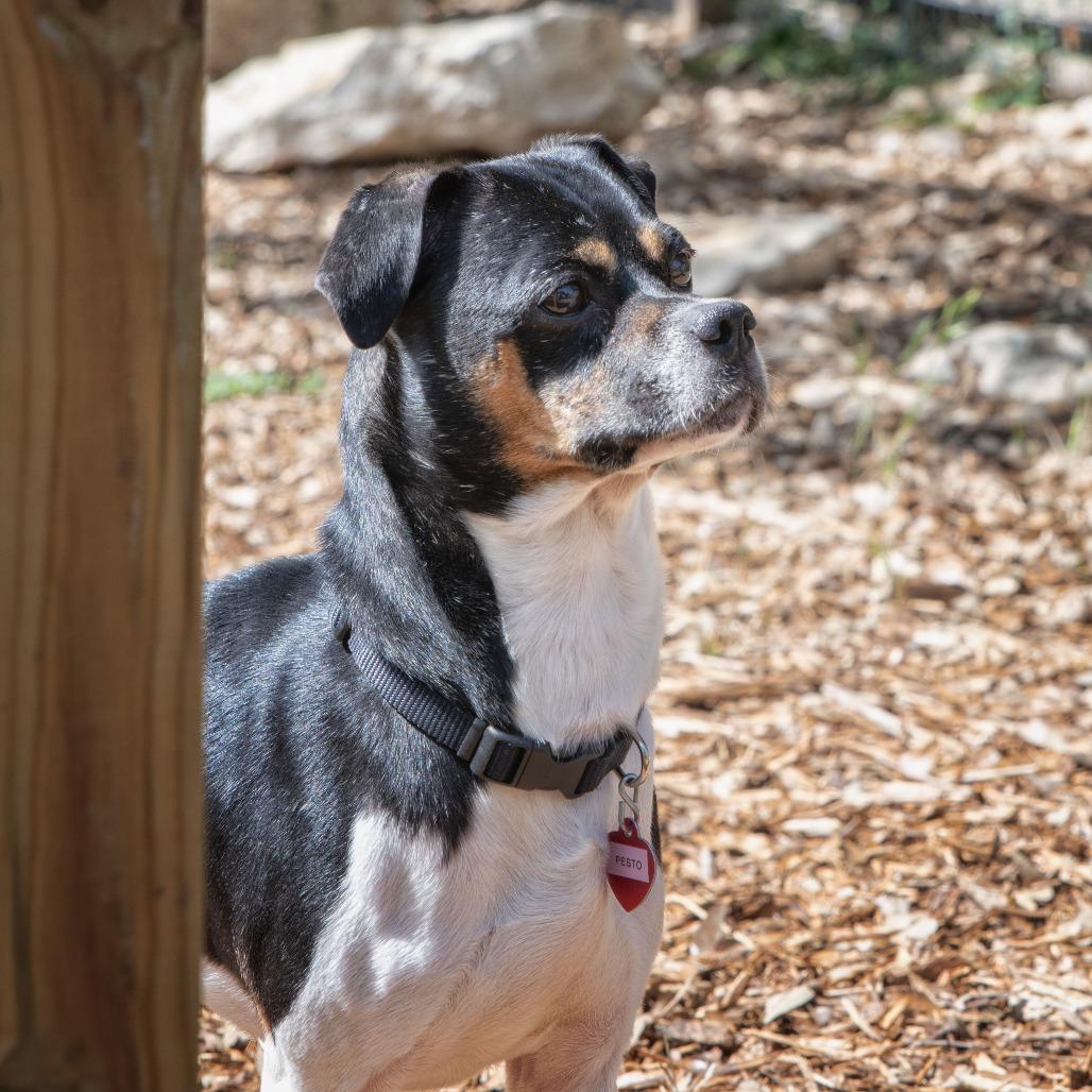 Enlarge Pesto, a Adoptable mixed breed in Wimberley, TX image 1/6