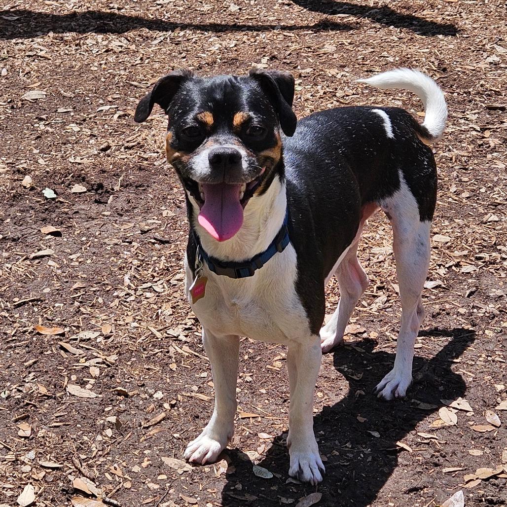Pesto, Adoptable, Adult Male Terrier & Pug.
