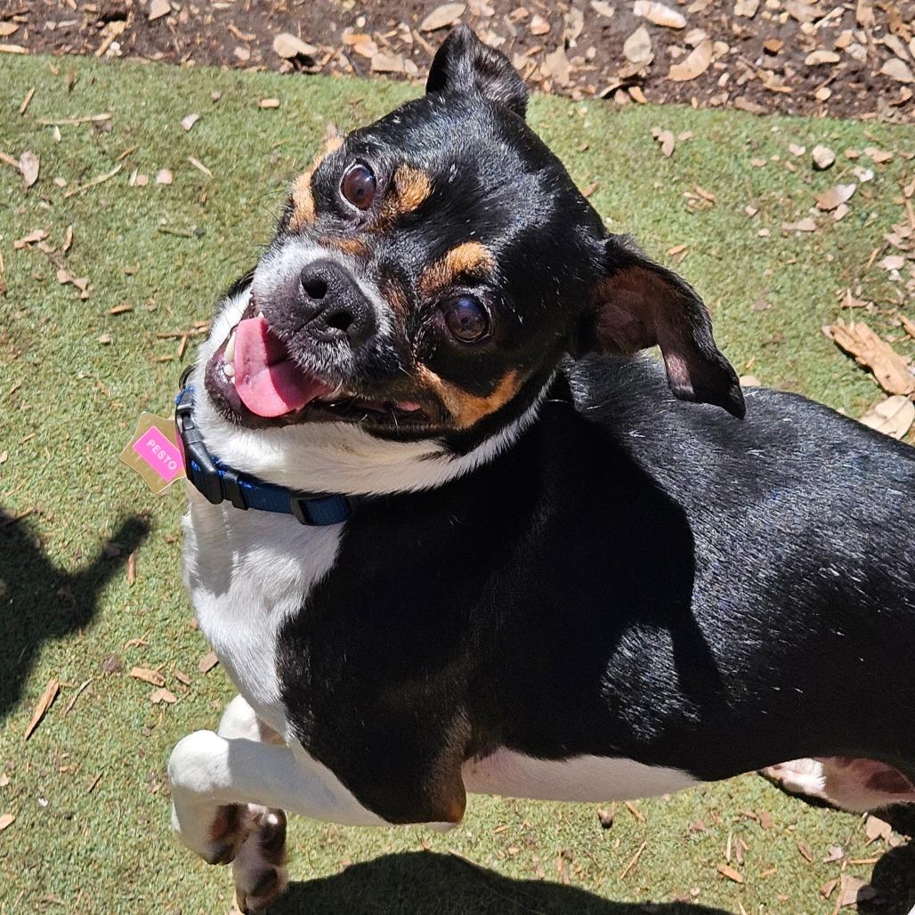 Pesto, a Adoptable mixed breed in Wimberley, TX image 2/6