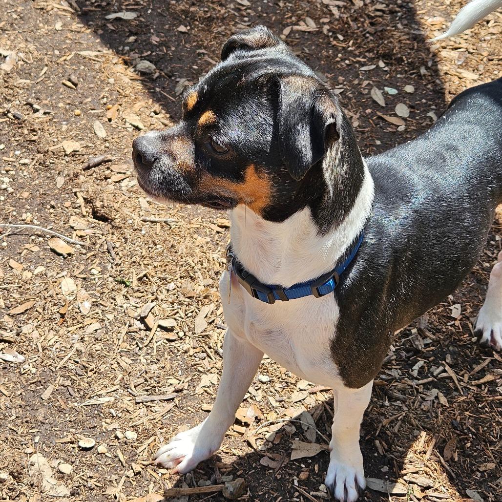 Pesto, a Adoptable mixed breed in Wimberley, TX image 4/6