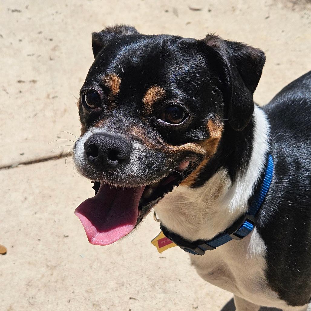 Pesto, a Adoptable mixed breed in Wimberley, TX image 3/6