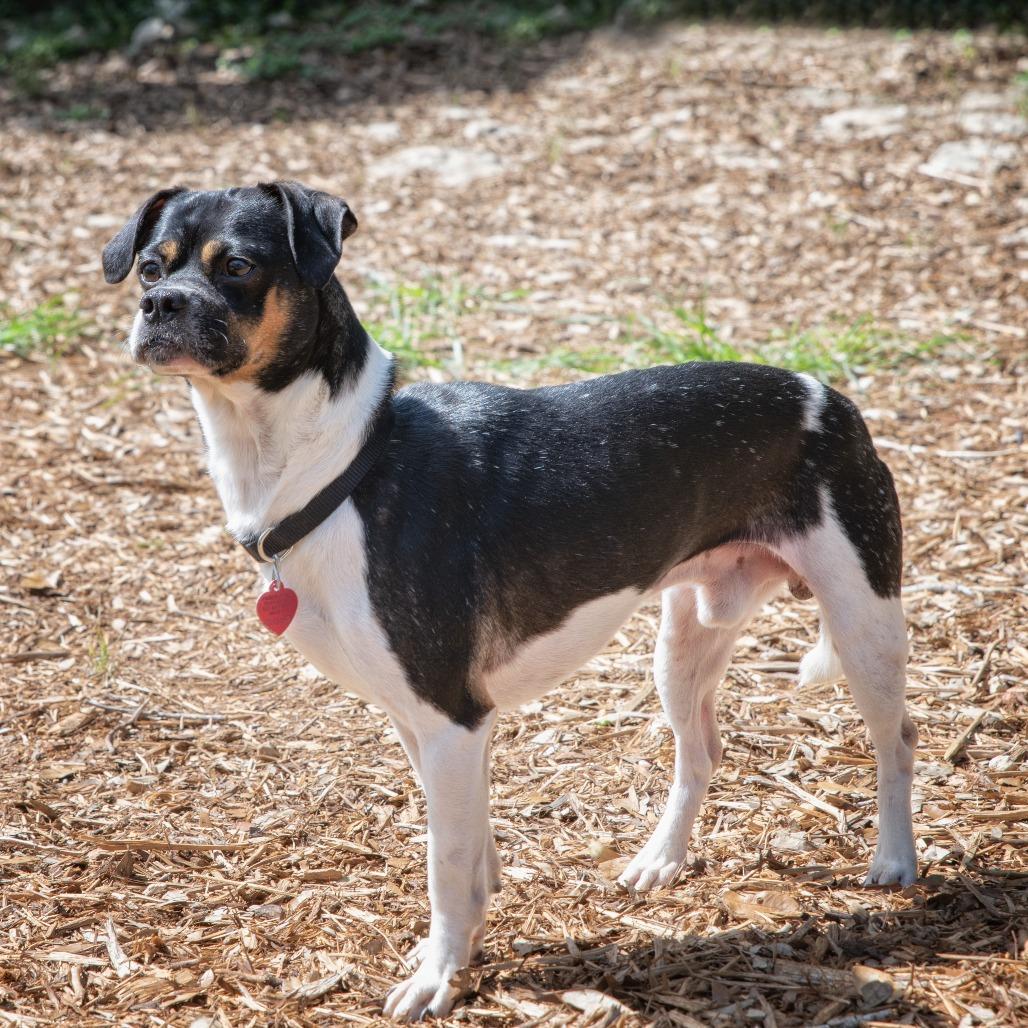 Enlarge Pesto, a Adoptable mixed breed in Wimberley, TX image 3/6