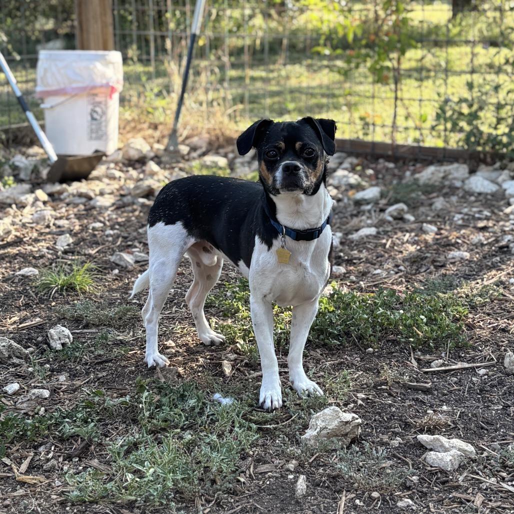Pesto, a Adoptable mixed breed in Wimberley, TX image 5/6
