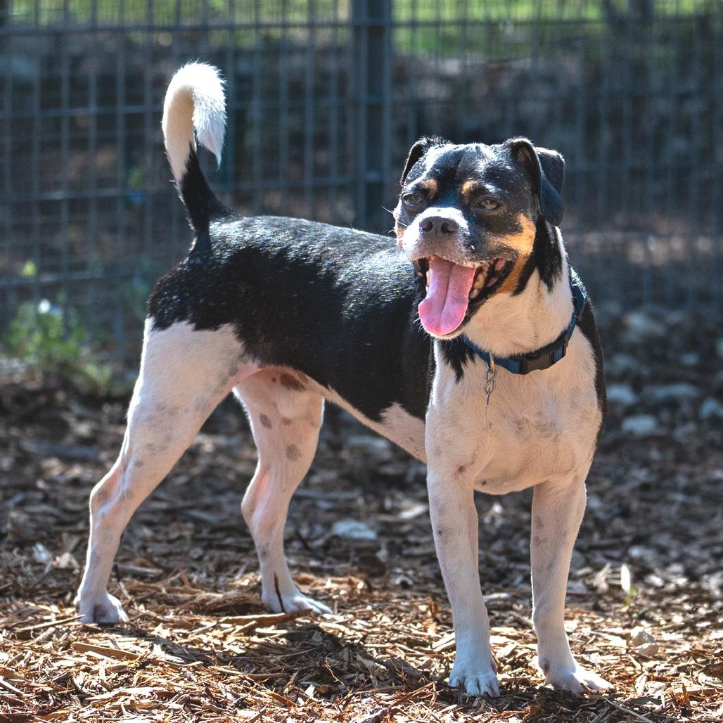Enlarge Pesto, a Adoptable mixed breed in Wimberley, TX image 5/6