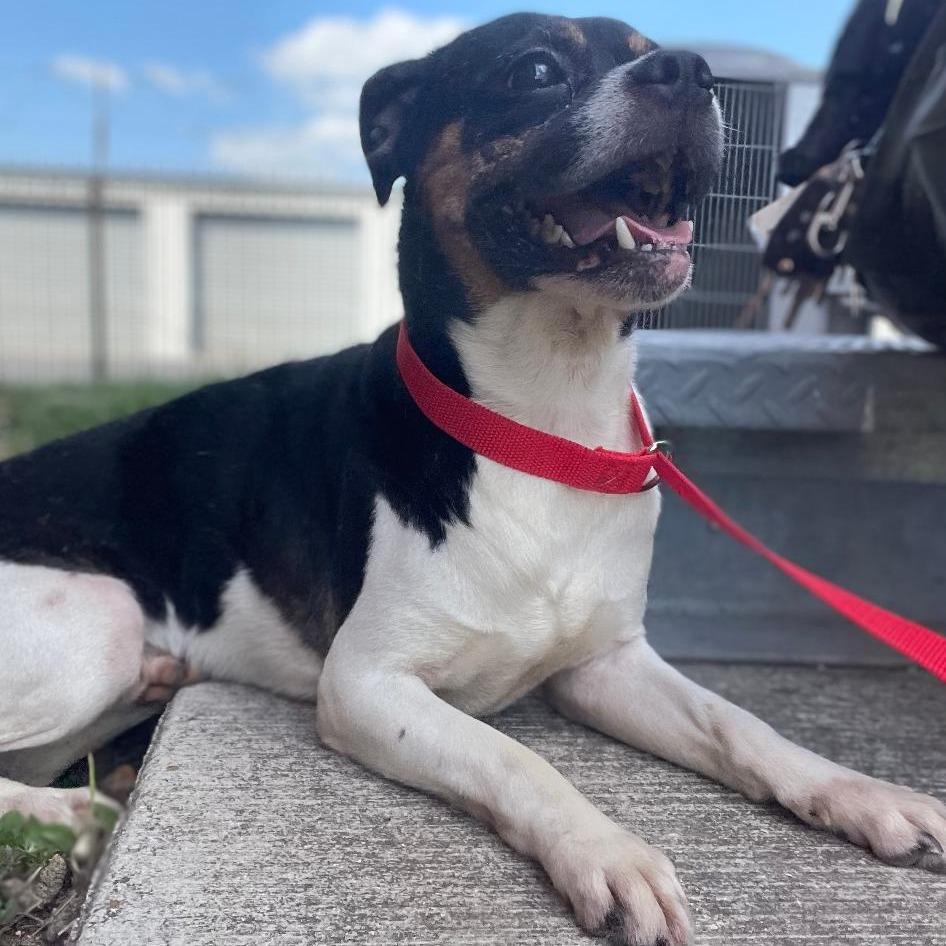 Pesto, a Adoptable mixed breed in Wimberley, TX image 2/6