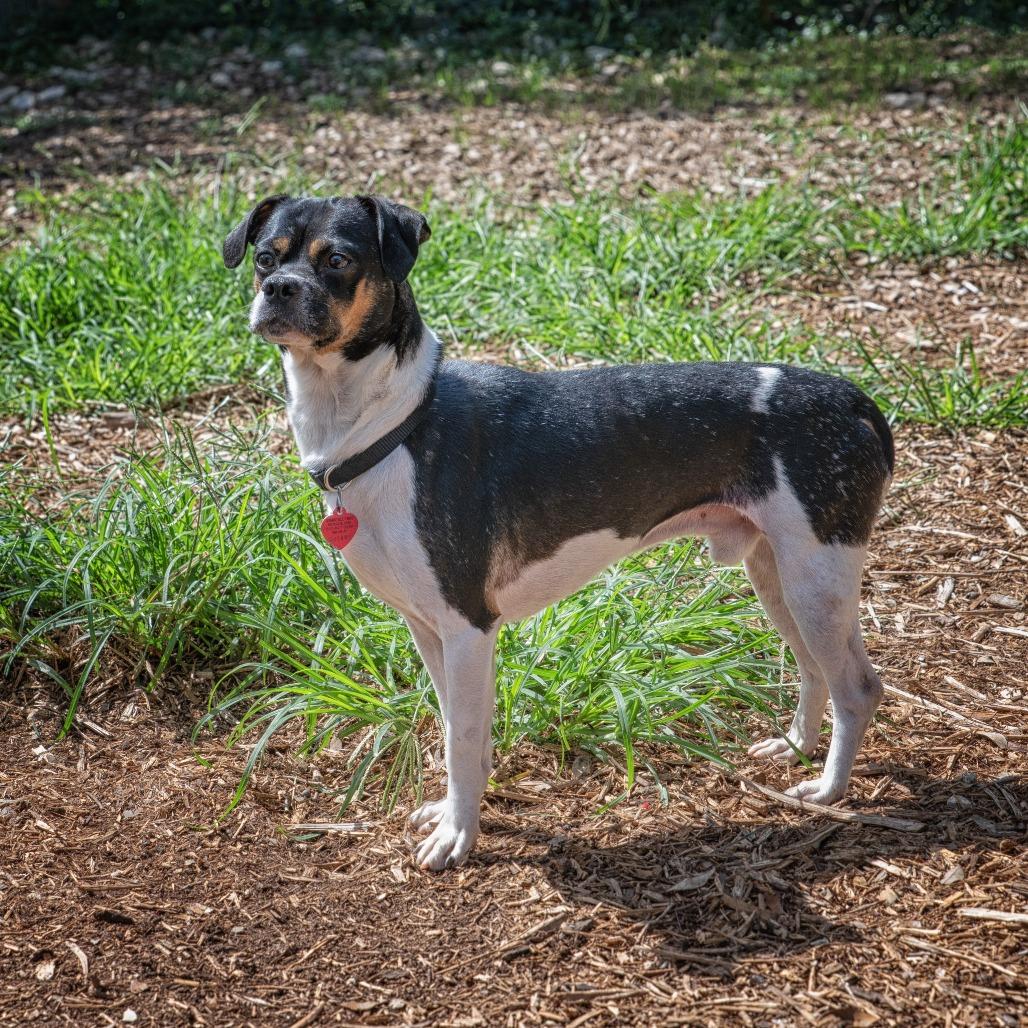 Pesto, a Adoptable mixed breed in Wimberley, TX image 3/6