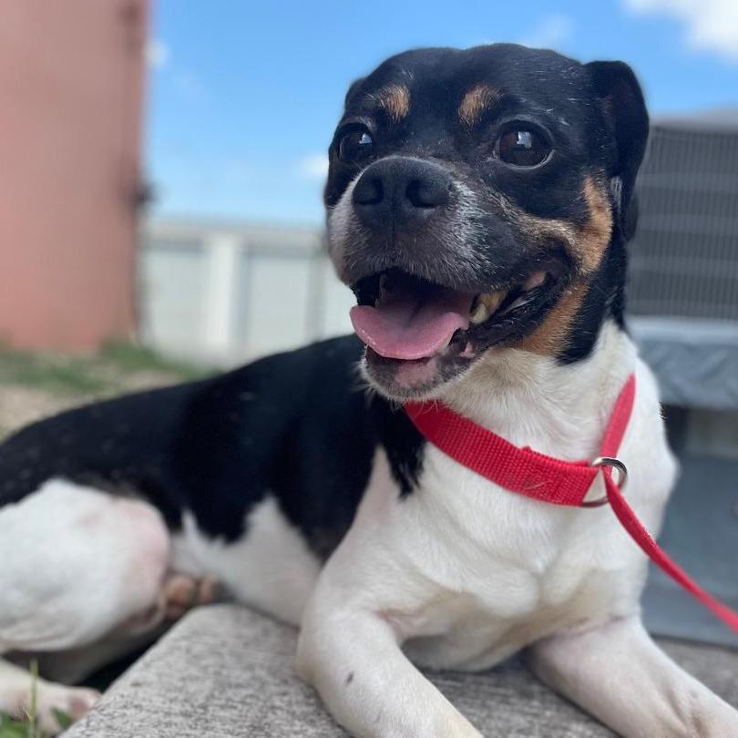 Pesto, a Adoptable mixed breed in Wimberley, TX image 5/6