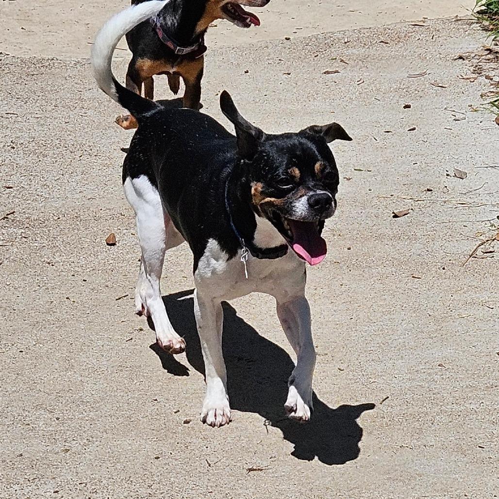 Pesto, a Adoptable mixed breed in Wimberley, TX image 6/6