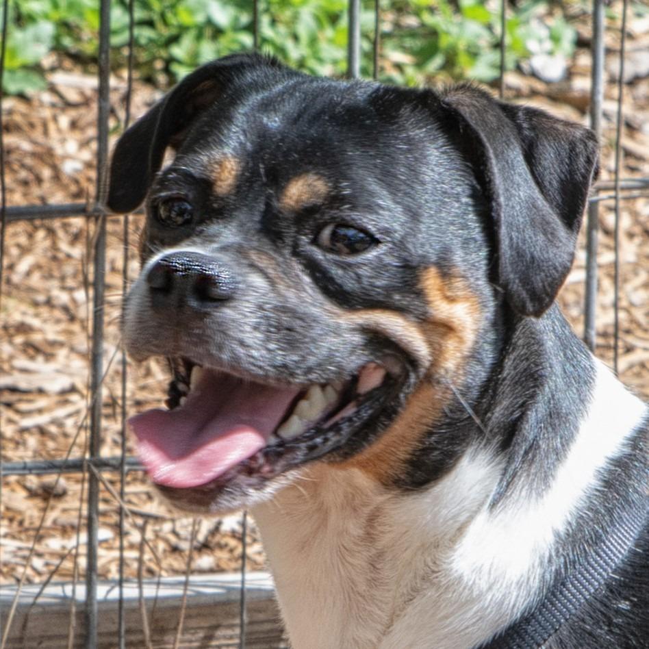 Pesto, a Adoptable mixed breed in Wimberley, TX image 6/6