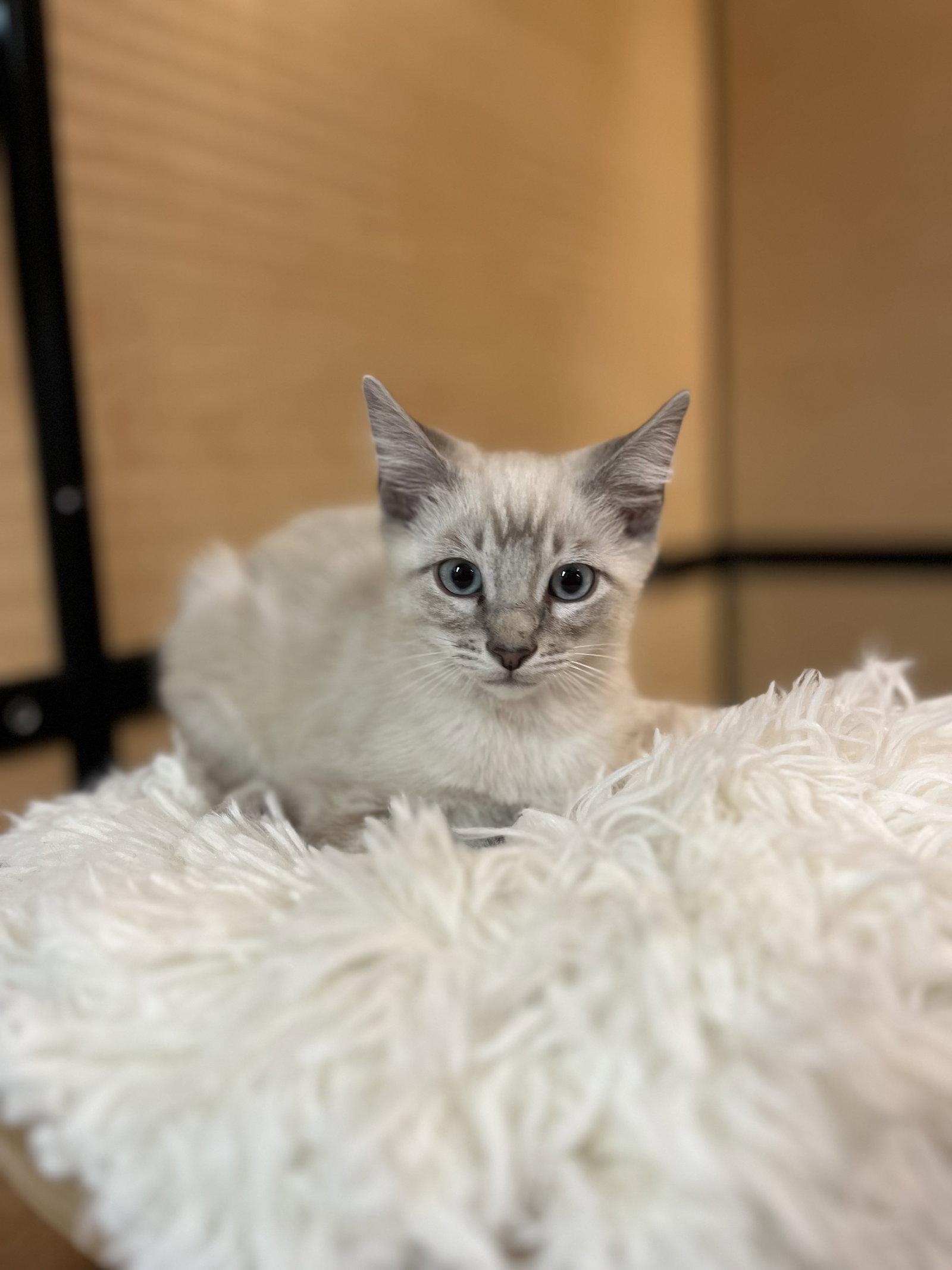 Hopscotch, Adoptable, Young Male Siamese.