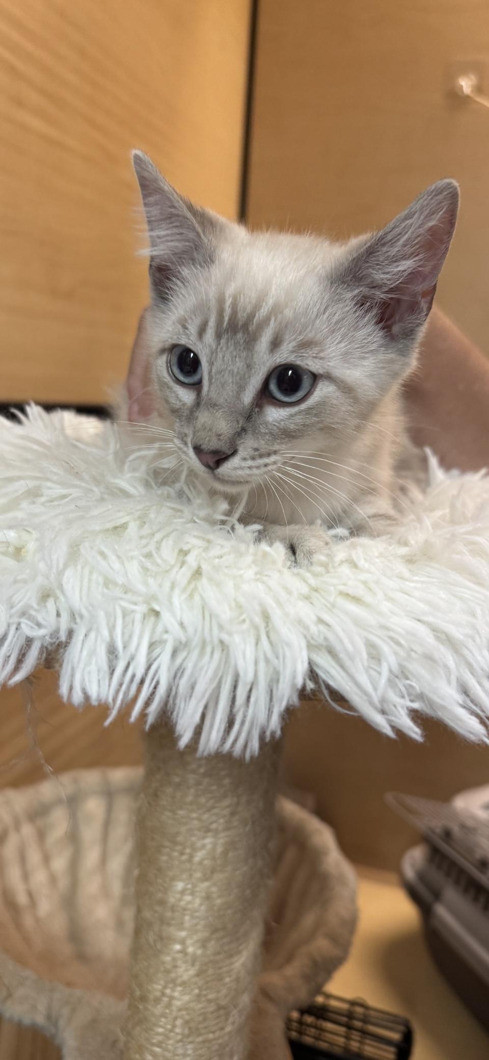Enlarge Hopscotch, a Adoptable Siamese in Scottsdale, AZ image 2/2