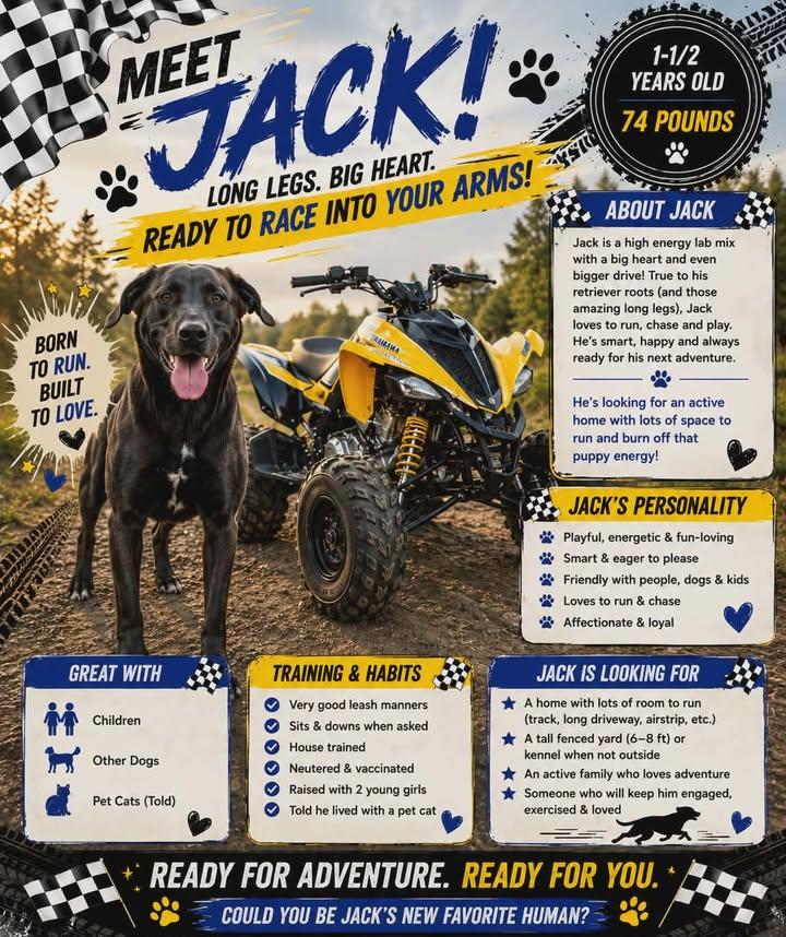 Jack, a ADOPTABLE mixed breed in Lewiston, ID image 2/3