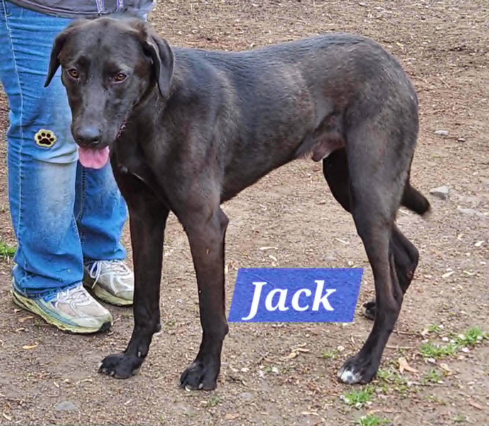 Jack, a ADOPTABLE mixed breed in Lewiston, ID image 1/3
