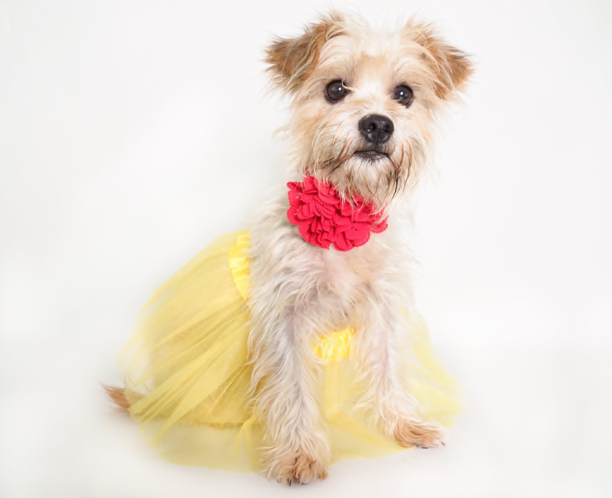 Rosita, adopted, Young Female Terrier & Yorkshire Terrier.