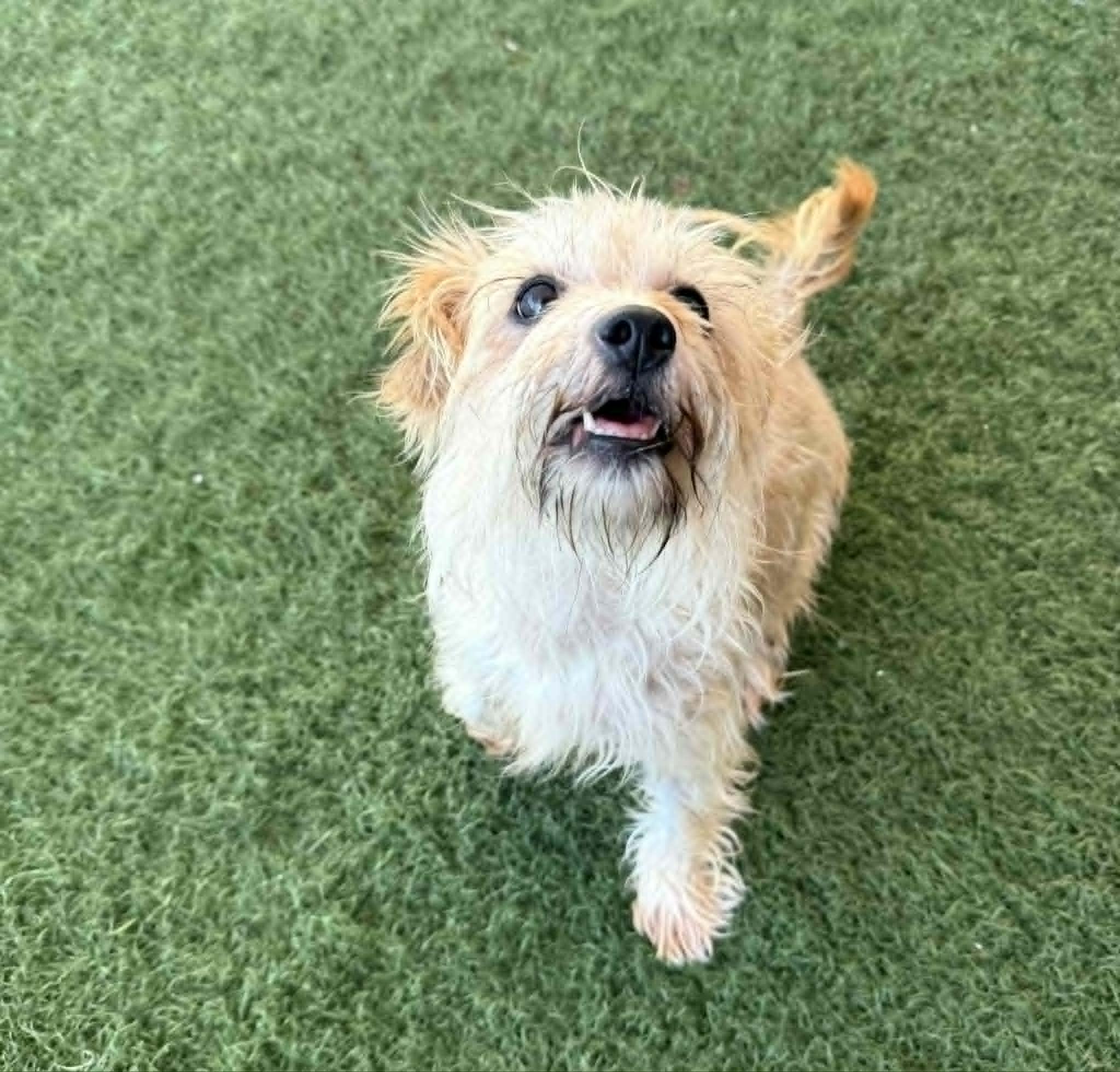 Enlarge Rosita, an adopted mixed breed in PHOENIX, AZ image 4/6