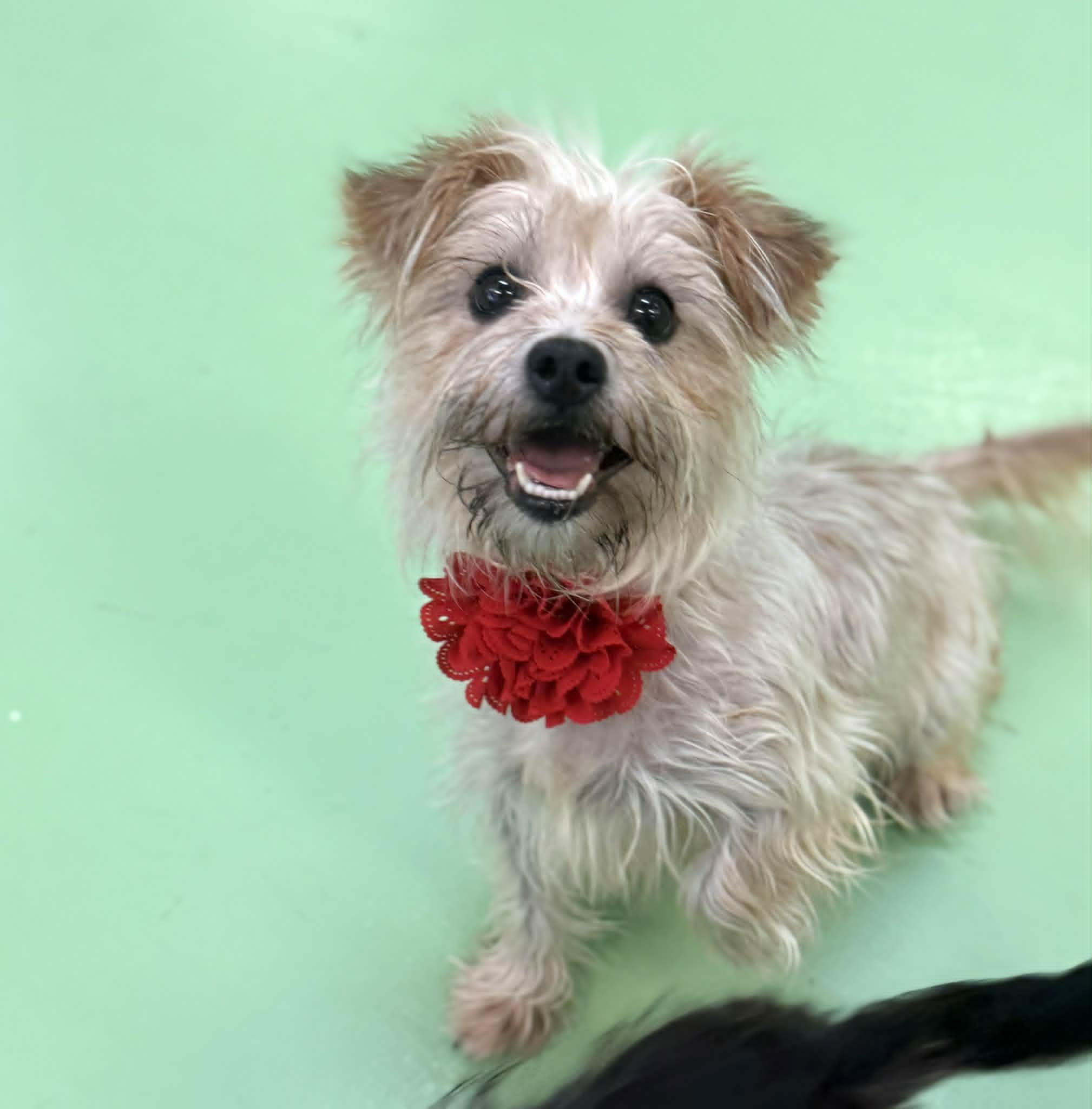 Enlarge Rosita, an adopted mixed breed in PHOENIX, AZ image 5/6