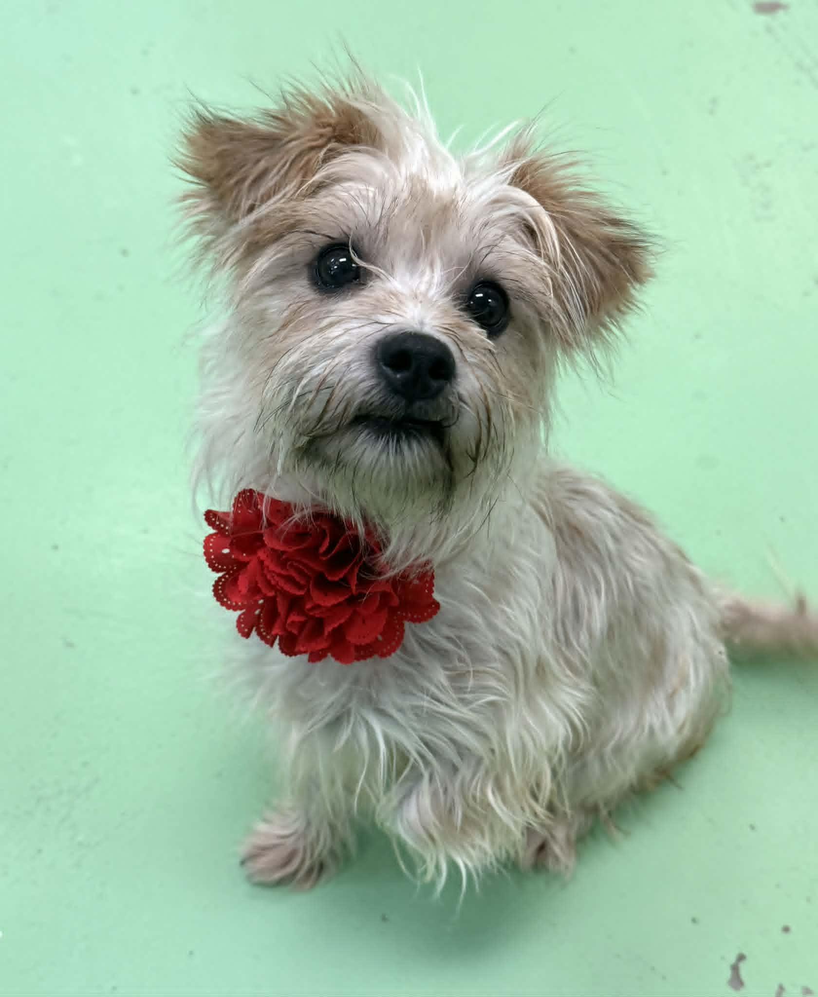 Enlarge Rosita, an adopted mixed breed in PHOENIX, AZ image 3/6