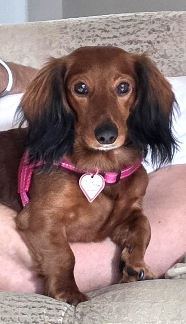 Enlarge Pip in NC, an adopted Dachshund in Belmont, NC image 1/6