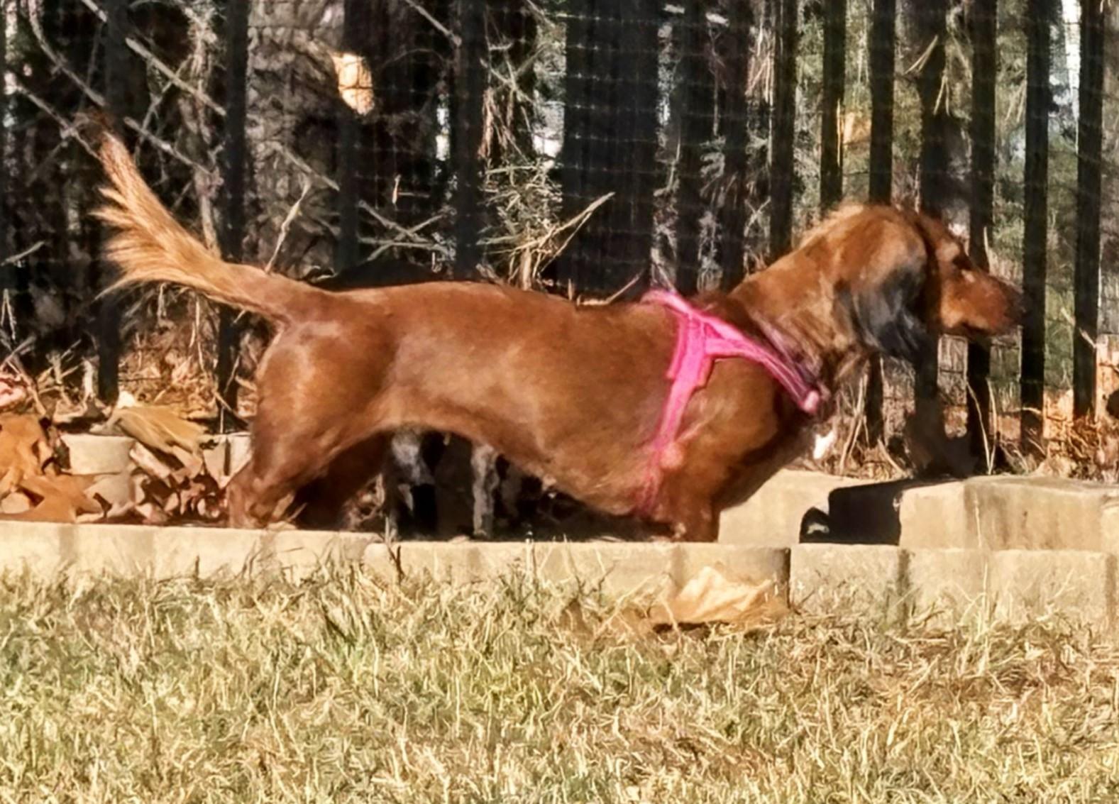 Enlarge Pip in NC, a ADOPTABLE Dachshund in Belmont, NC image 4/5