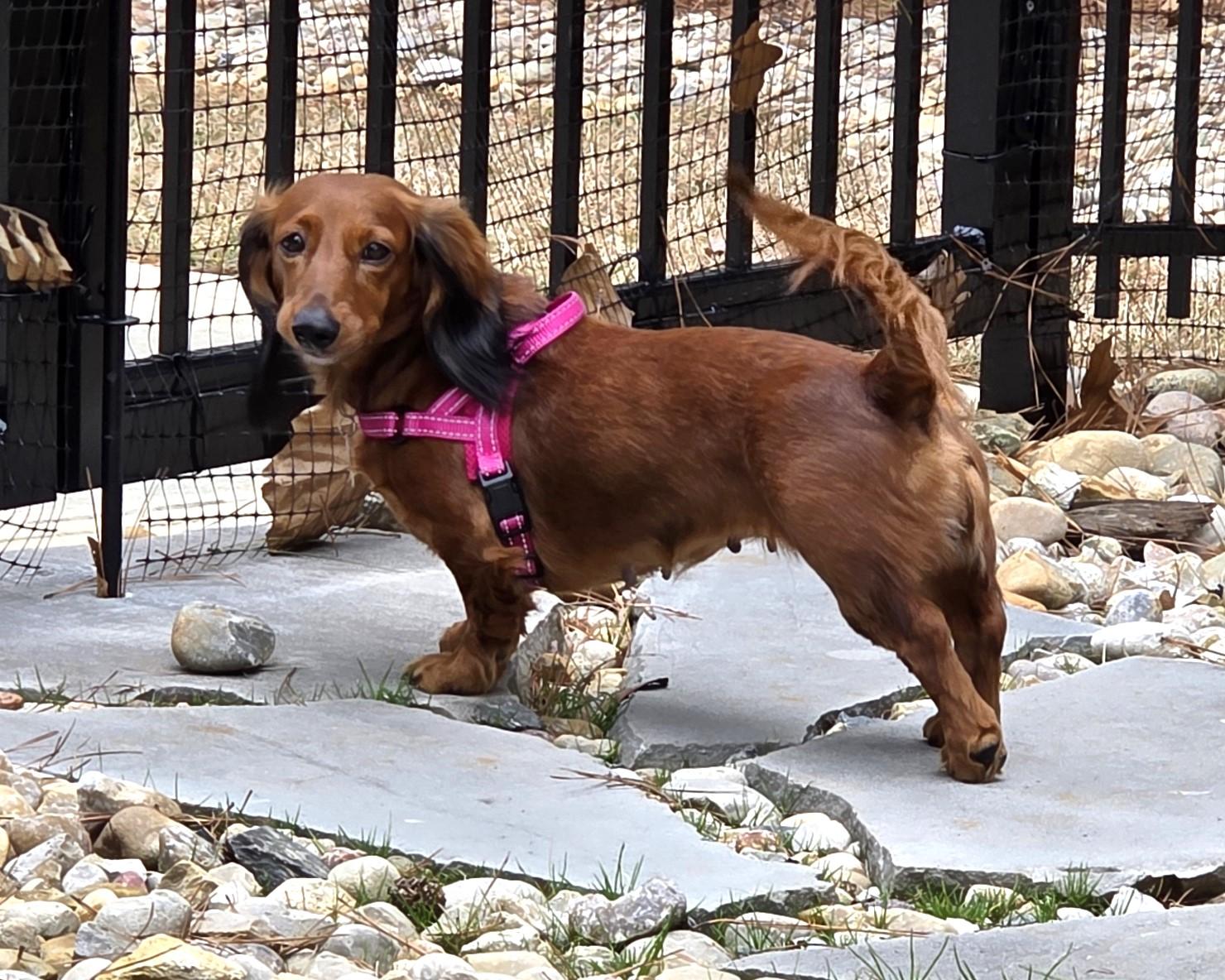 Enlarge Pip in NC, an adopted Dachshund in Belmont, NC image 6/6
