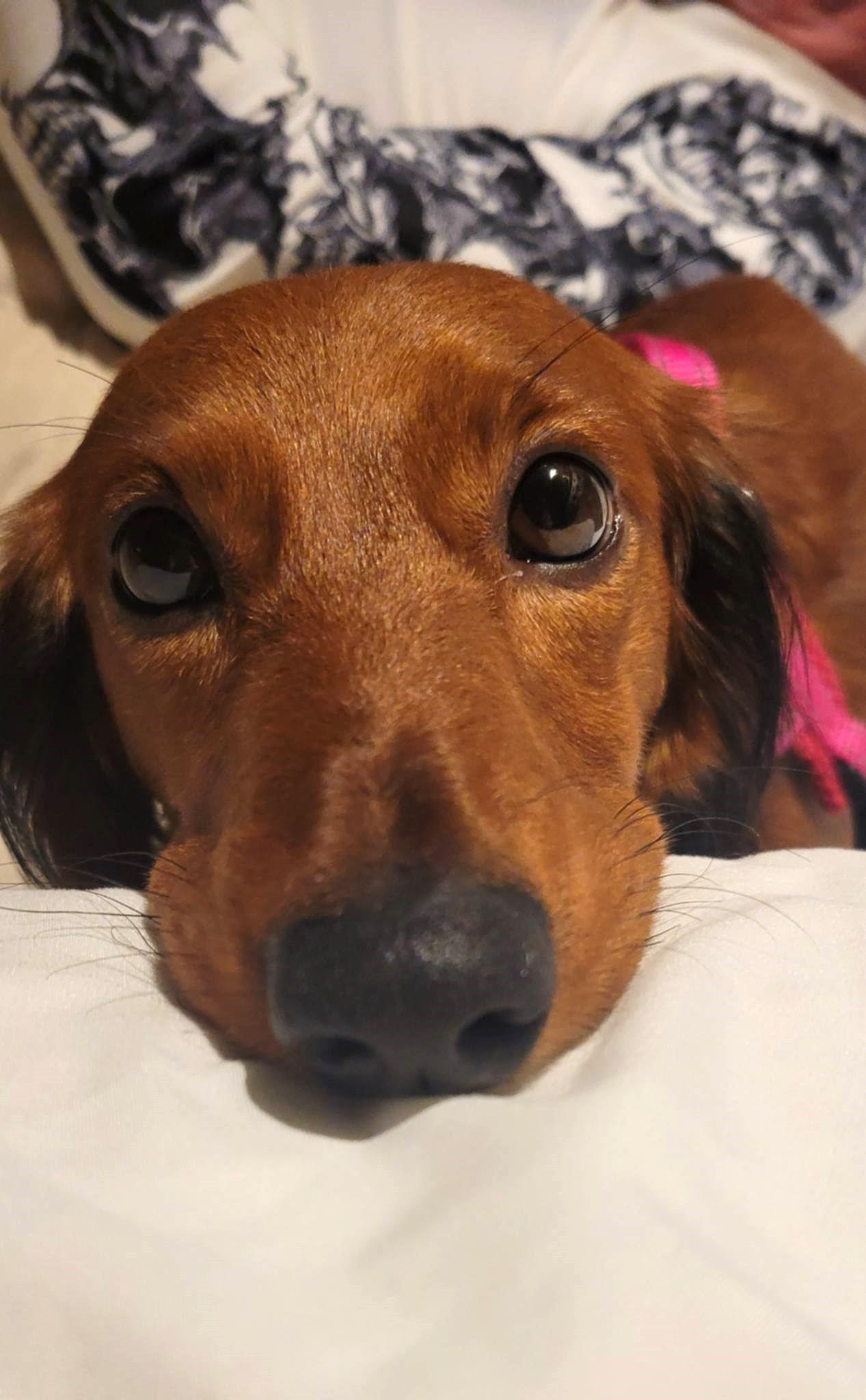 Enlarge Pip in NC, a ADOPTABLE Dachshund in Belmont, NC image 1/5