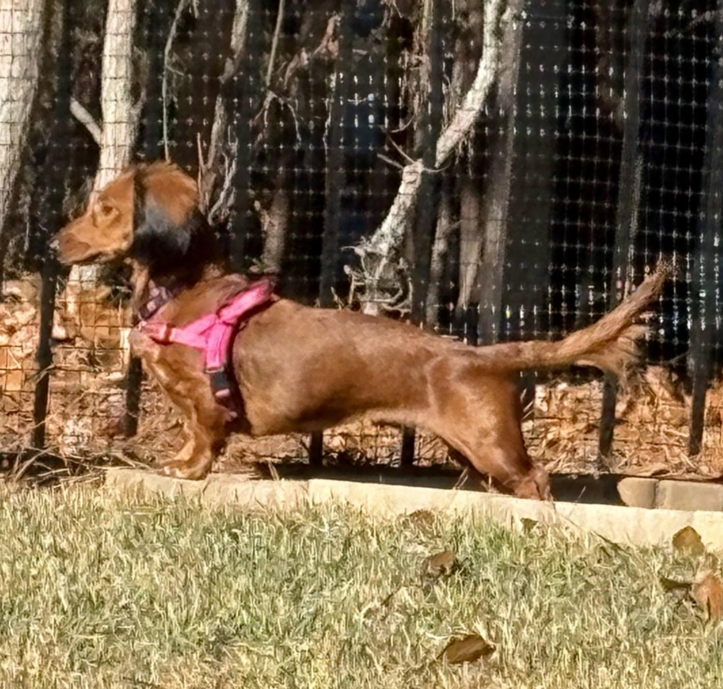 Enlarge Pip in NC, a ADOPTABLE Dachshund in Belmont, NC image 5/5