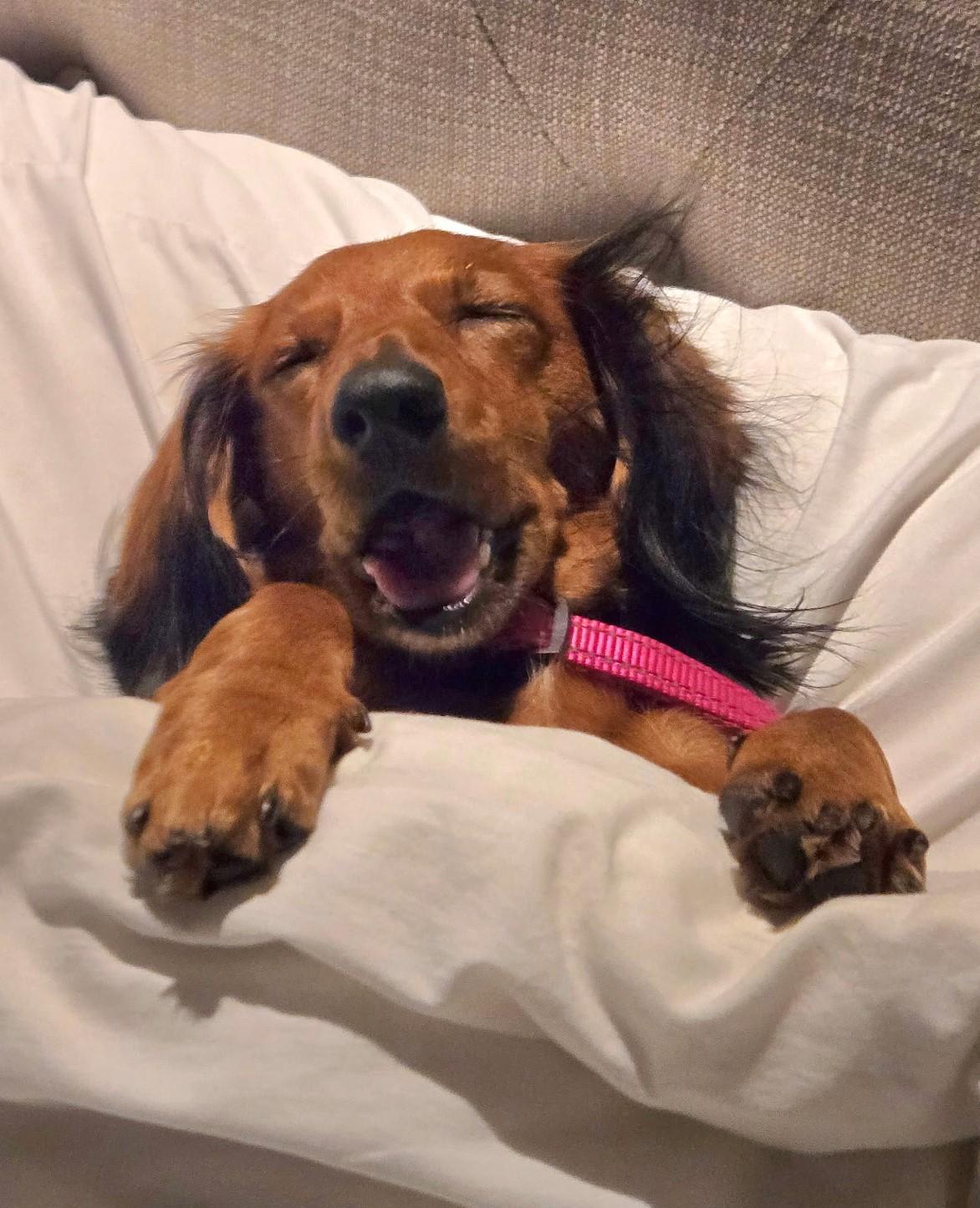 Enlarge Pip in NC, a ADOPTABLE Dachshund in Belmont, NC image 3/5