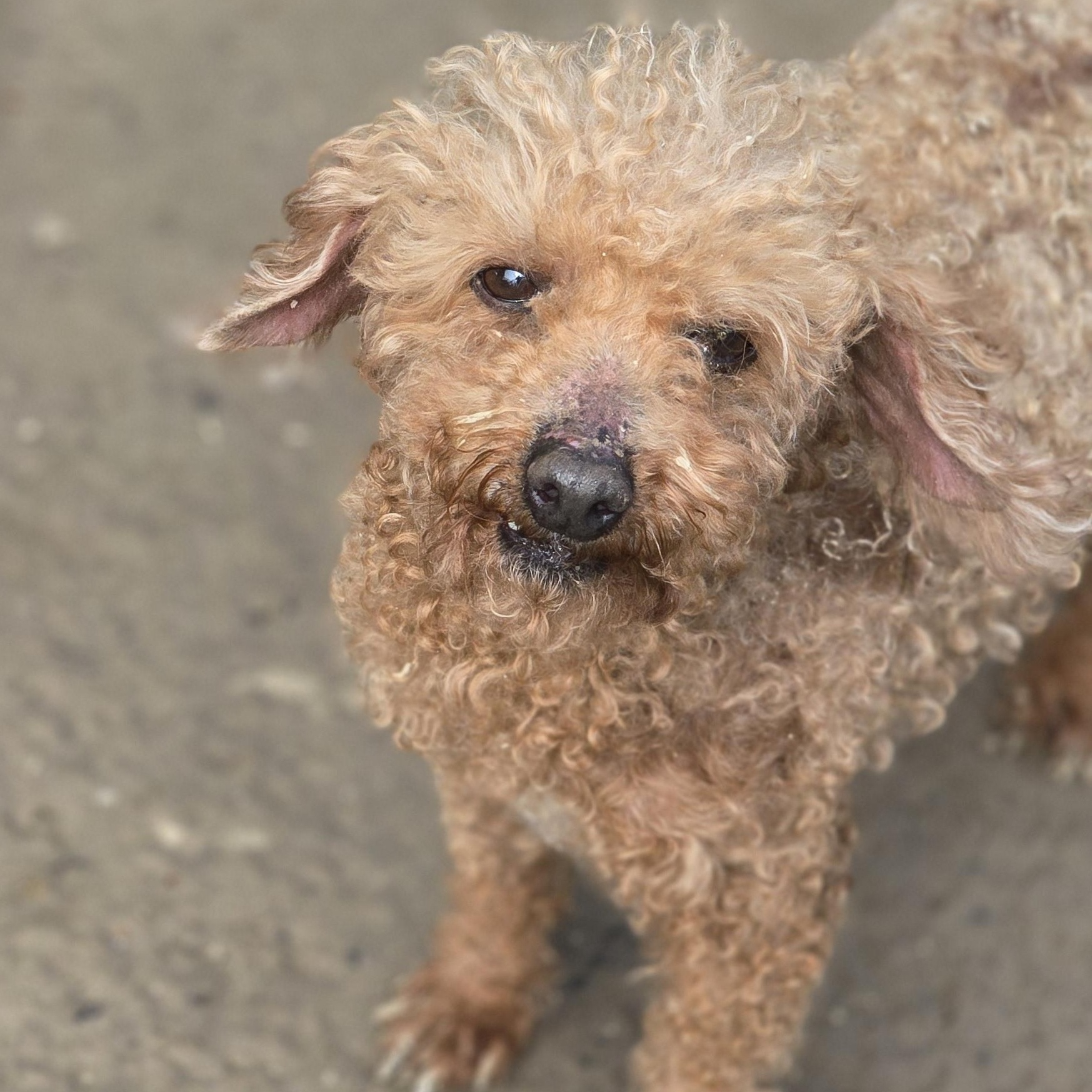 Oscar, ADOPTABLE, Adult Male Poodle.
