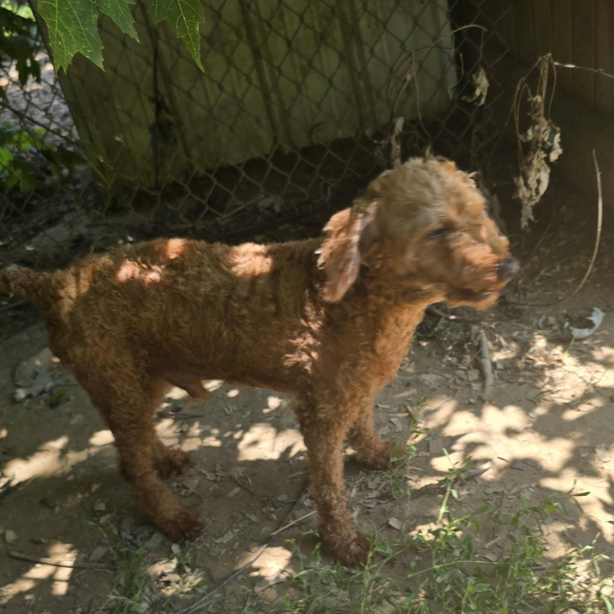 Enlarge Oscar, an adoptable Poodle in Zaleski, OH image 1/1