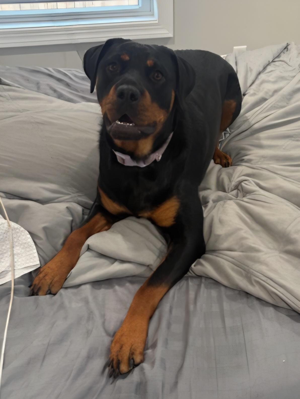 Ruby, Adoptable, Young Female Rottweiler.