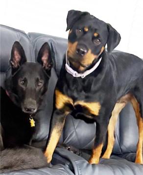 Enlarge Ruby, a Adoptable mixed breed in Newport News, VA image 2/6