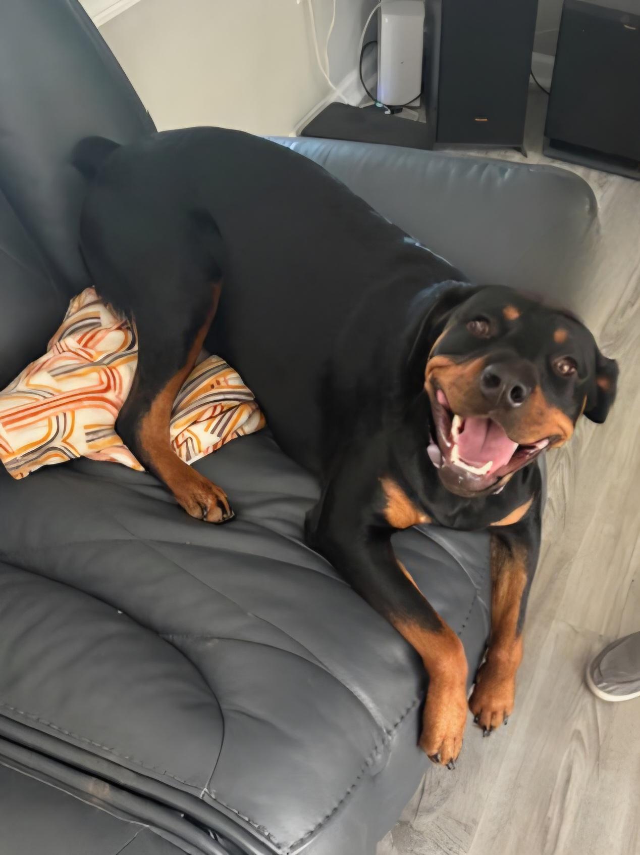 Enlarge Ruby, a Adoptable mixed breed in Newport News, VA image 3/6