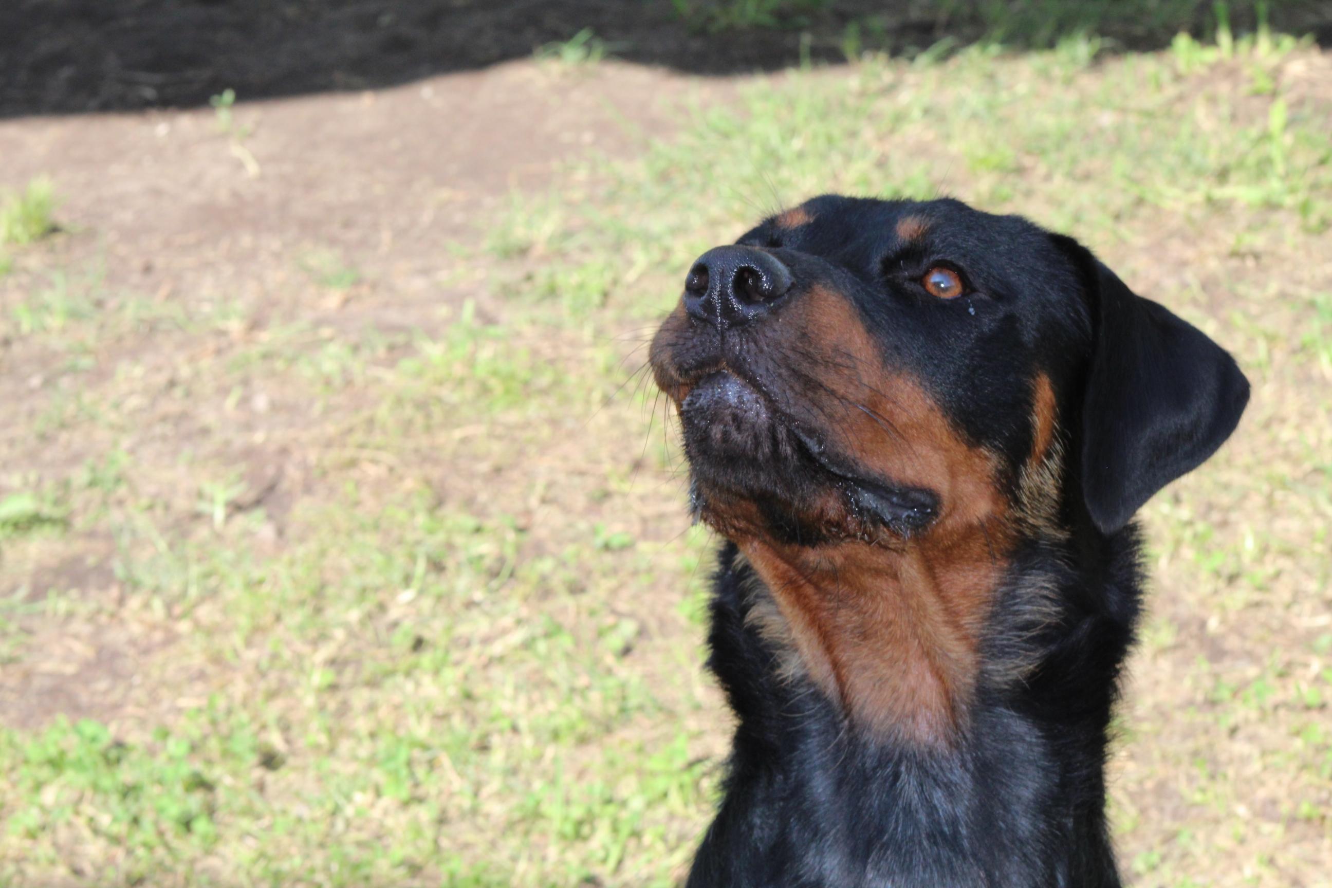 Enlarge Ruby, a Adoptable mixed breed in Newport News, VA image 4/6