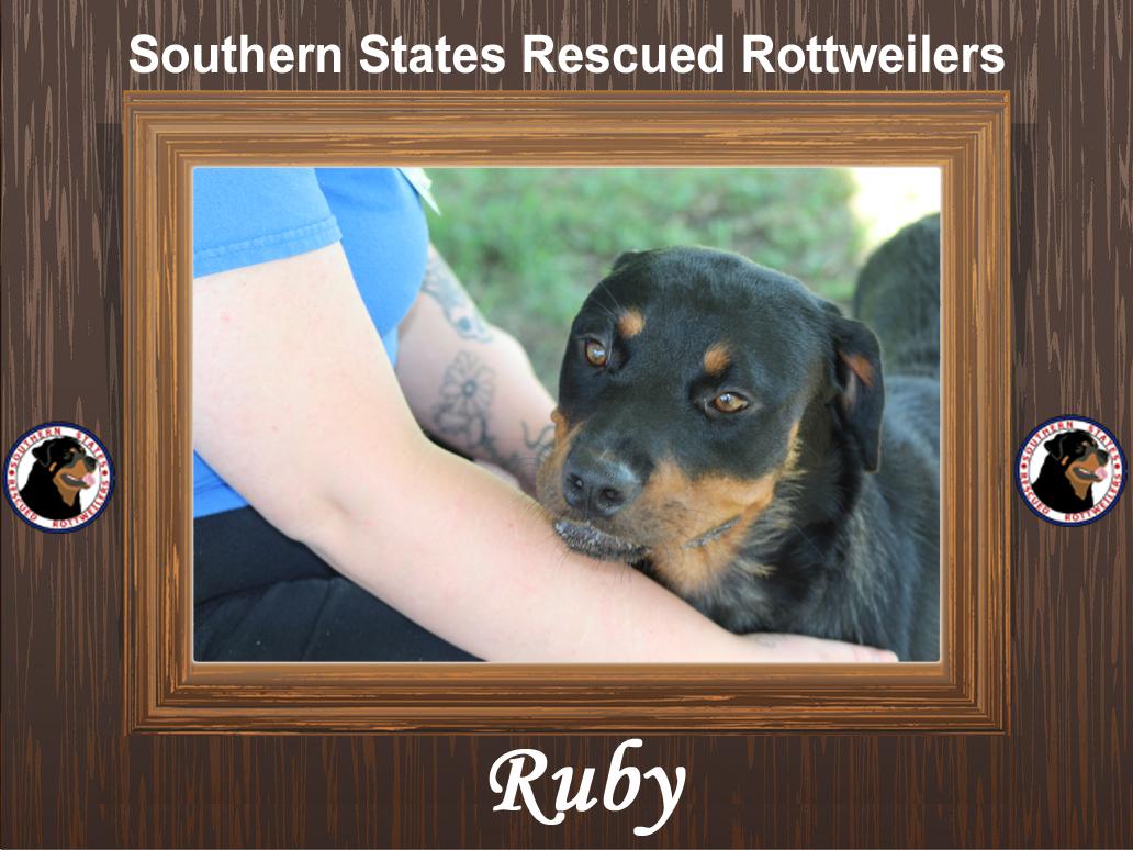 Ruby, adopted, Young Female Rottweiler.