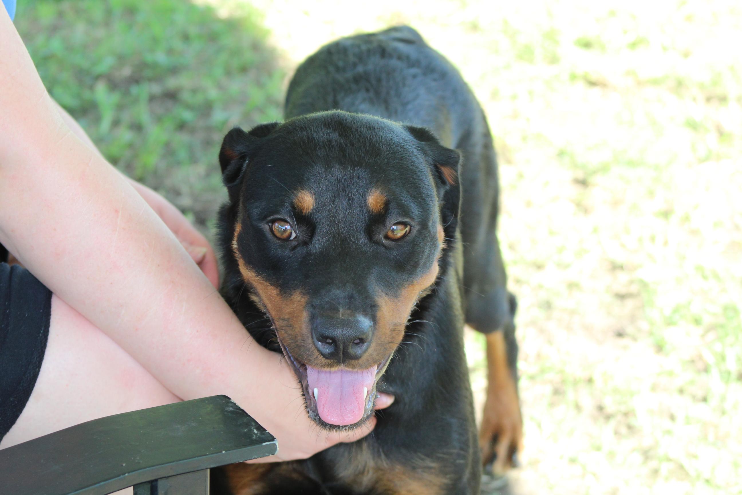 Enlarge Ruby, a Adoptable mixed breed in Newport News, VA image 6/6