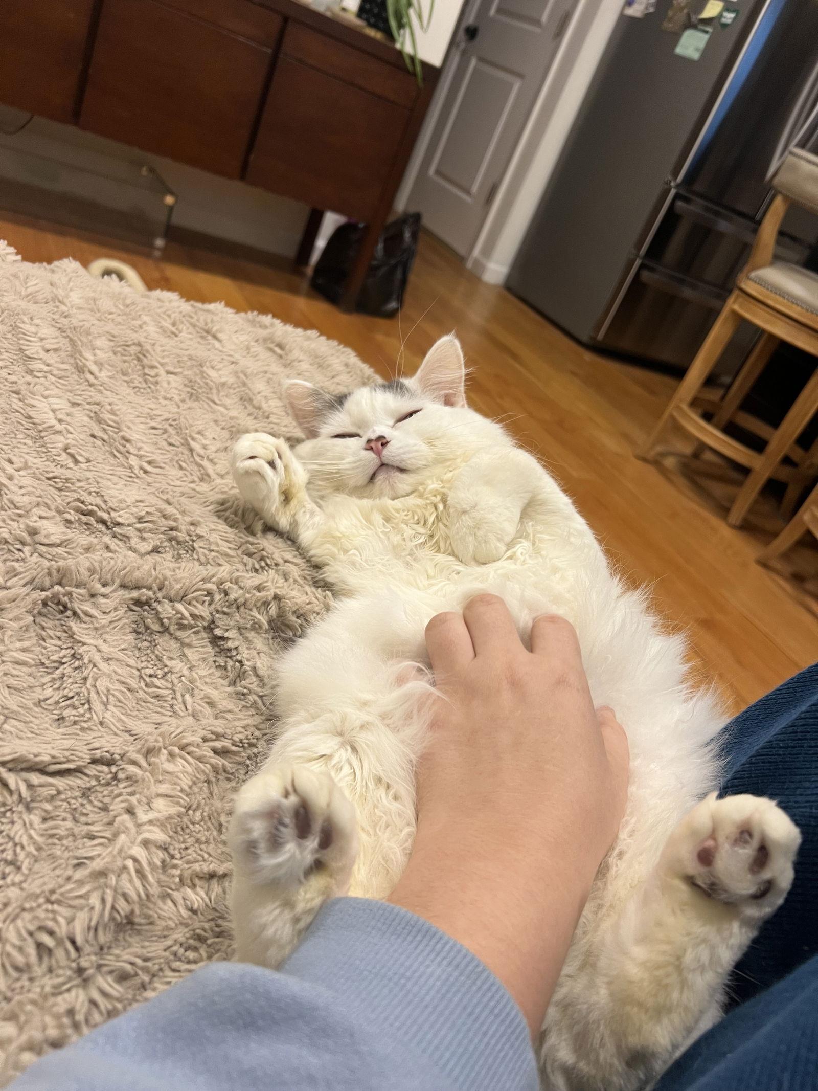 Sir Love Bug, a Adoptable Domestic Medium Hair in Absecon, NJ image 1/3